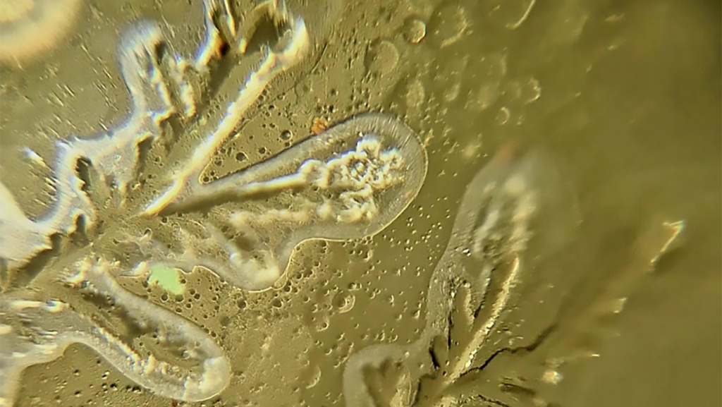 Copper and other metals from the water samples from the mines crystallised on the surface nutrient solution