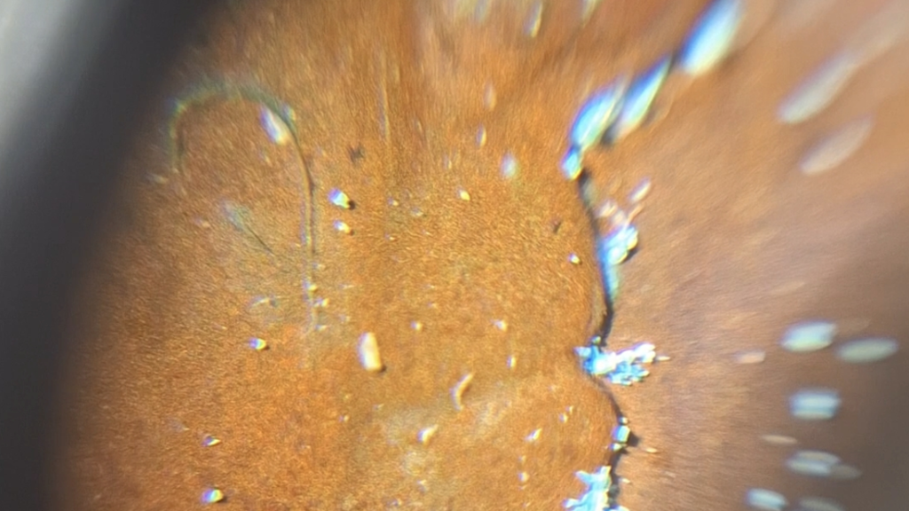 The water sample oxidised some of the copper coins and created spots of verdigris on them (copper rust)