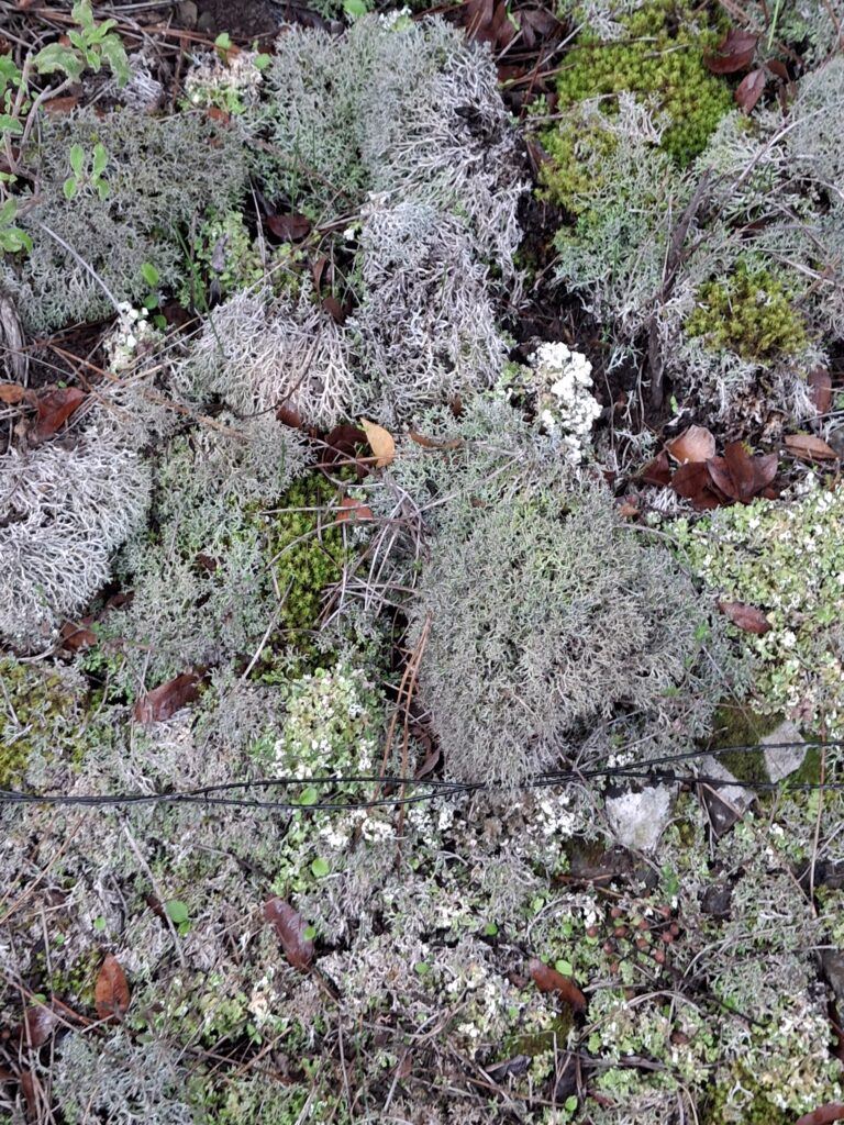 3D scan of lichen found at Stronglyos mine