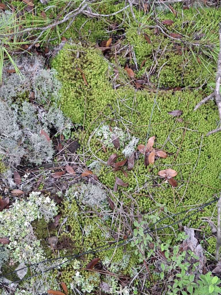 3D scan of lichen found at Stronglyos mine