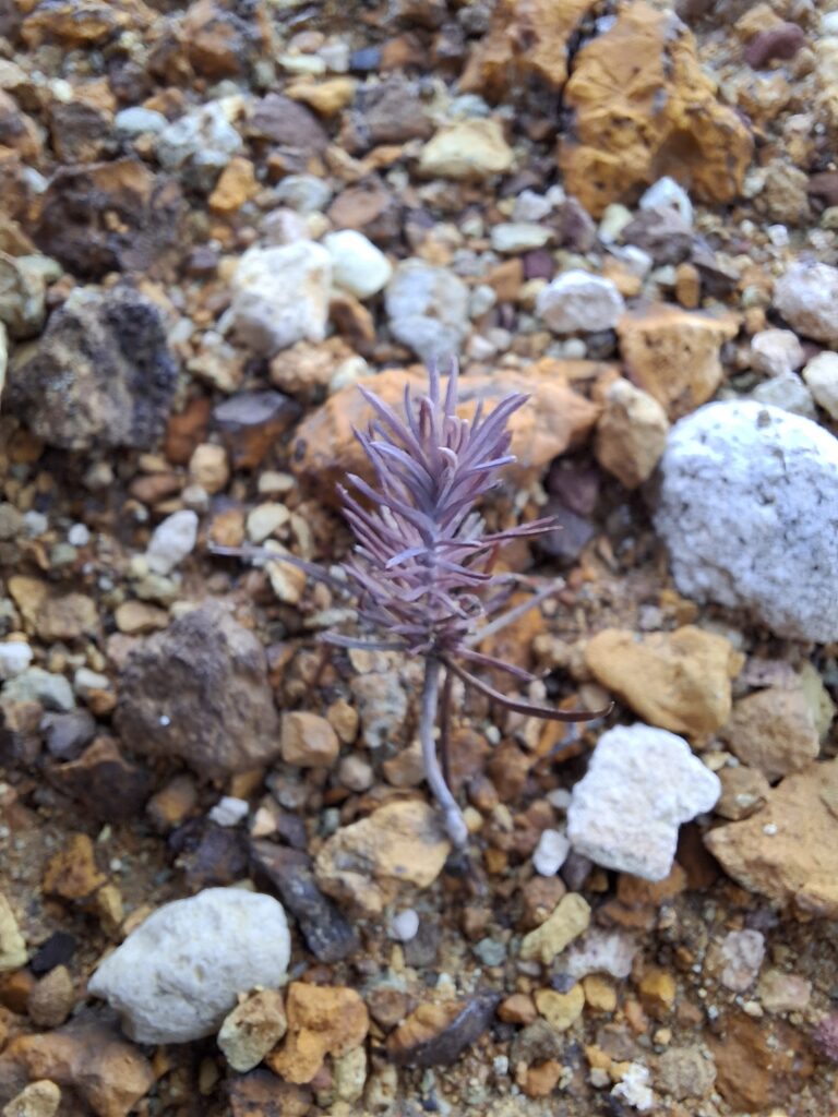 Close up of the purple flower