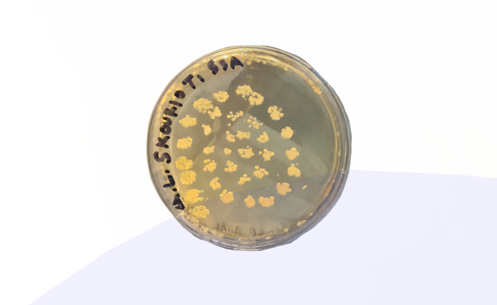 Petri dish exhibited in the digital exhibition