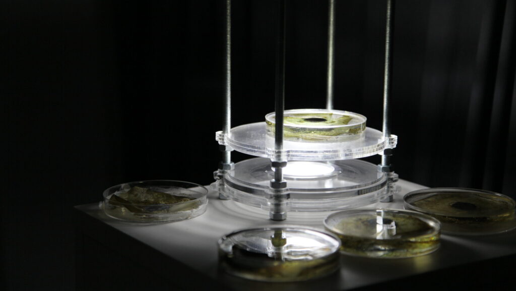 Cultivated petri dishes are preserved in resin and used as microscopic slides to create physical magnified projections